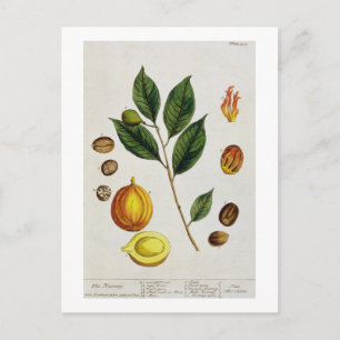 Cartão Postal Nutmeg, placa 353 de "A Curiosa Herbal", pub