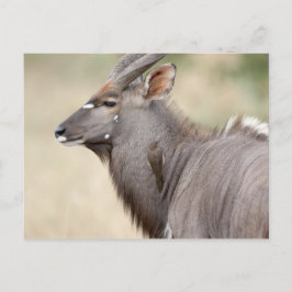Cartão Postal Nyala com bicho-papa