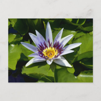 Cartão Postal Nymphaea colorata - Nenúfar Africano Tanzânia