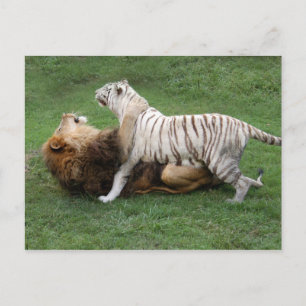 Cartão Postal Nzabu006