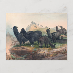Cartão Postal O Alpaca de Joseph Wolf
