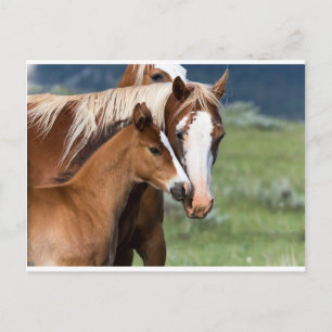 Cartão Postal O Amor de uma Mãe