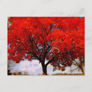 Cartão Postal O Amor Romântico está no Ar Árvore Vermelha de Out