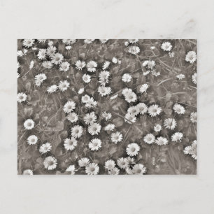 Cartão Postal O Antigo das Visitas