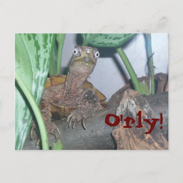 Cartão Postal o' rly, O'rly! (Frente)