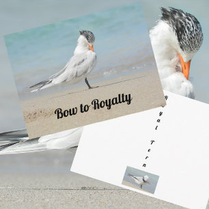 Cartão Postal O Arco Real Tern para a Royalty