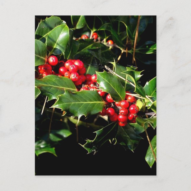 Cartão Postal O azevinho e a hera (Frente)