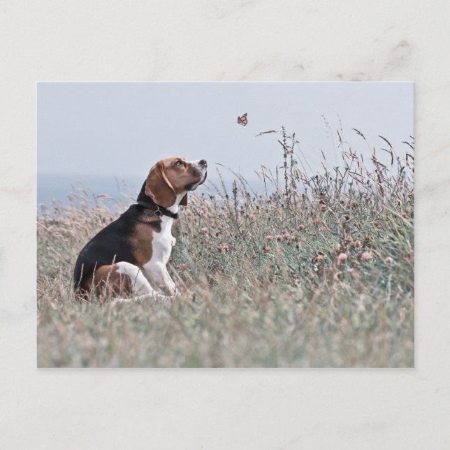 Cartão Postal O Beagle (Frente)