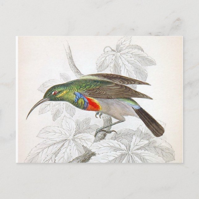 Cartão Postal O beija-flor (Frente)