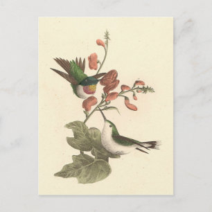 Cartão Postal O beija-flor de garganta vermelha ou de garganta s