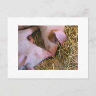 Cartão Postal O beijo