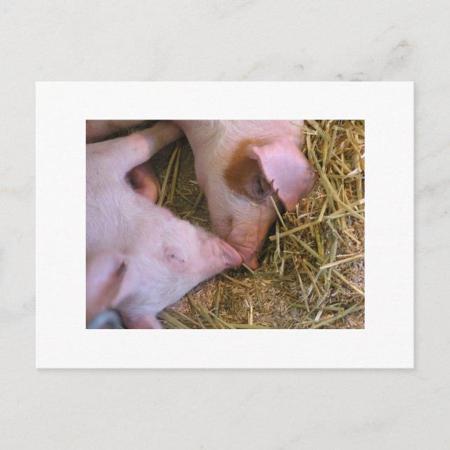 Cartão Postal O beijo (Frente)