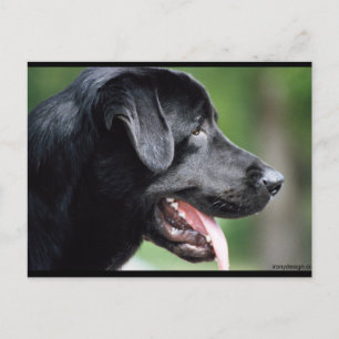 Cartão Postal O Black Labrador