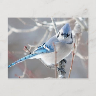 Cartão Postal O Bluejay 1