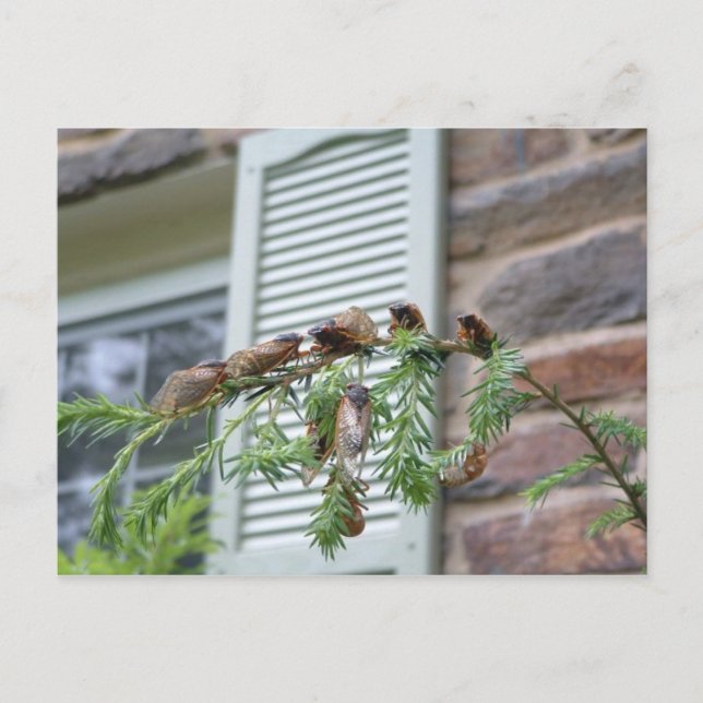 Cartão Postal O Brood X (Frente)