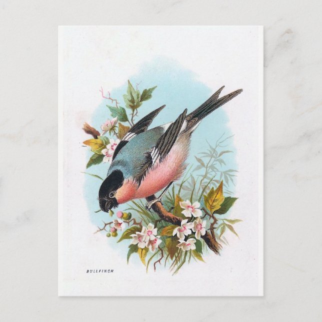 Cartão Postal "O Bullfinch" (Frente)