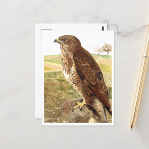 Cartão Postal O Buzzard