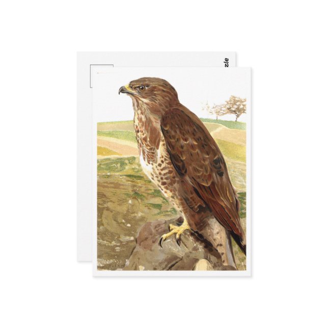 Cartão Postal O Buzzard (Frente/Verso In Situ)
