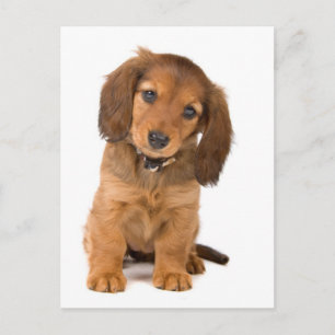 Cartão Postal o cachorro