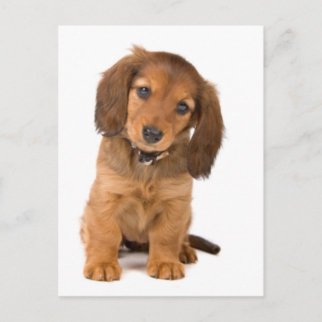 Cartão Postal o cachorro (Frente)