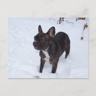 Cartão Postal O Cachorro Negro Doce Gosta De Neve