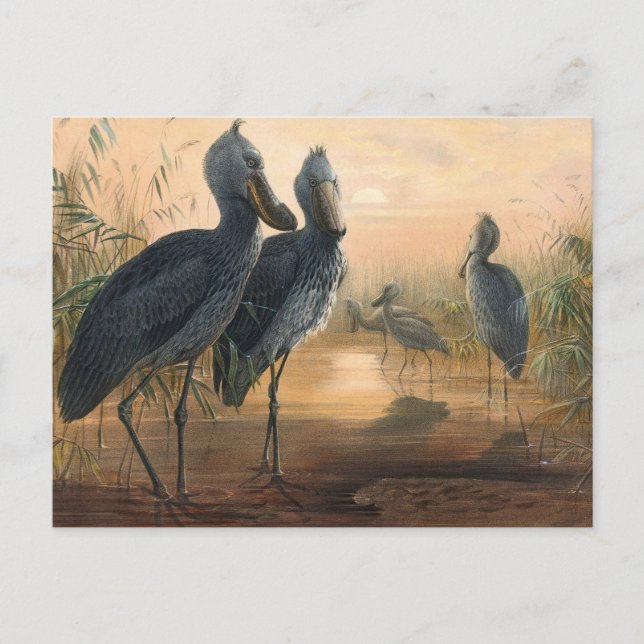 Cartão Postal O Calçado Bill de Joseph Wolf (Frente)