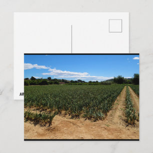 Cartão Postal O Caminho Através do Campo de Cebola