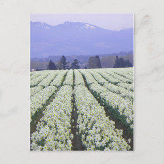 Cartão Postal O caminho para o paraíso