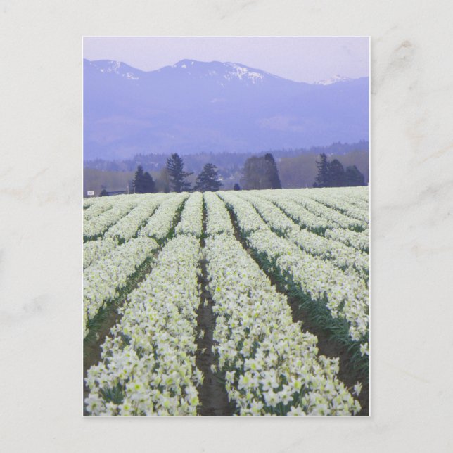 Cartão Postal O caminho para o paraíso (Frente)