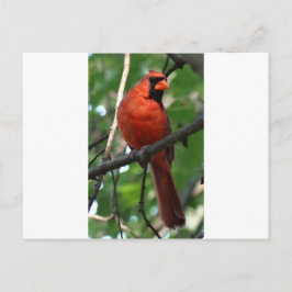 Cartão Postal O Cardeal do Norte
