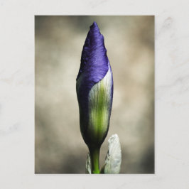 Cartão Postal O Cartão-postal da Bela Chegada