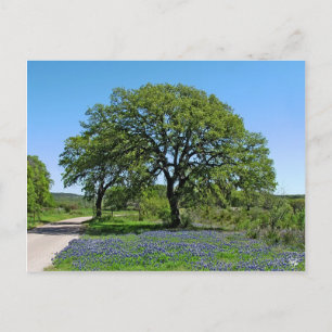 Cartão Postal O carvalho e os Bluebonnets aproximam Johnson