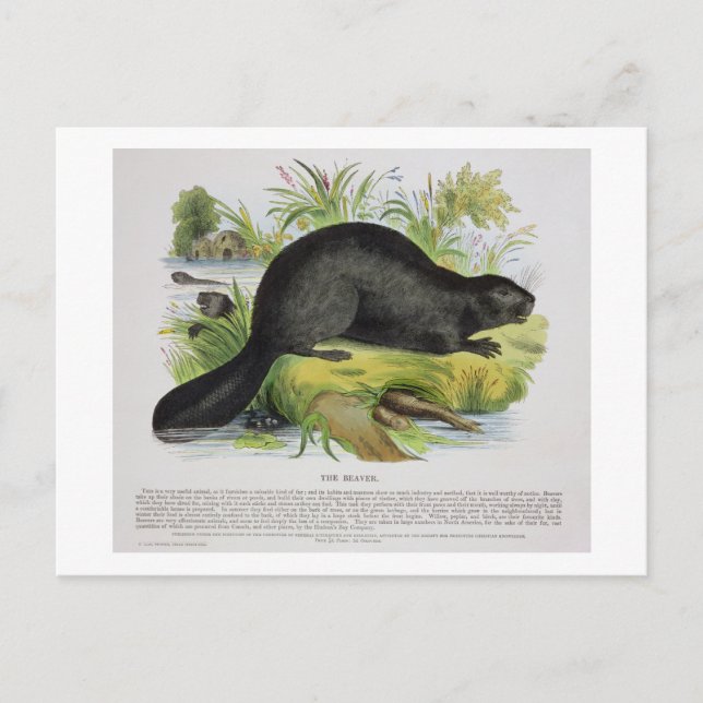 Cartão Postal O castor, pub de ilustração educacional. (Frente)