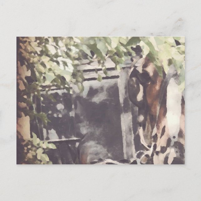 Cartão Postal O Cavalo Amish (Frente)