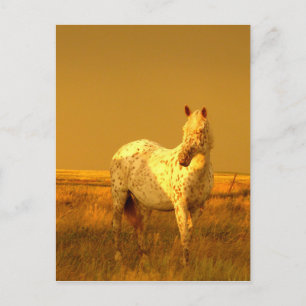 Cartão Postal O Cavalo Aparentado No Brilho Ouro de Uma Pradaria