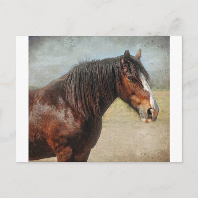 Cartão Postal O cavalo de trabalho (Frente)