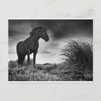 Cartão Postal O Cavalo Negro