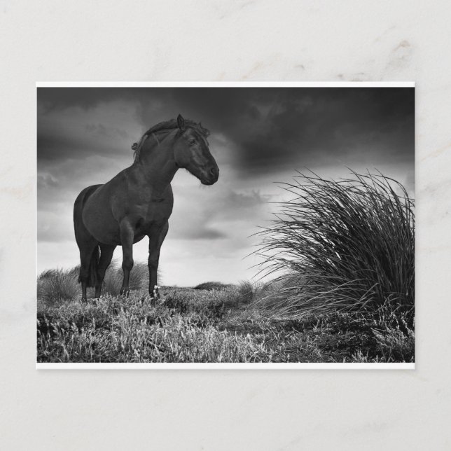 Cartão Postal O Cavalo Negro (Frente)
