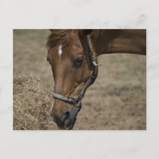 CARTÃO POSTAL O CAVALO REFUGIADO