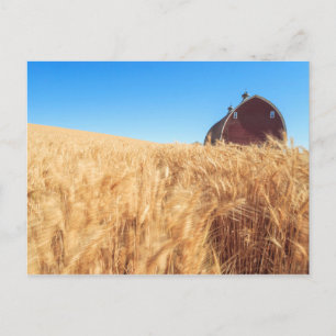 Cartão Postal O celeiro, campos de trigo do verão aproxima