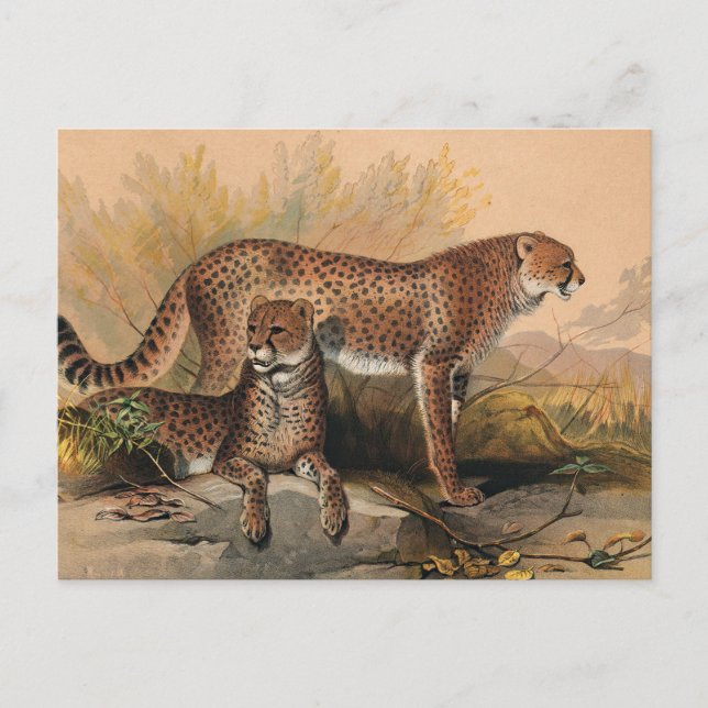Cartão Postal O Cheetah de Joseph Wolf (Frente)