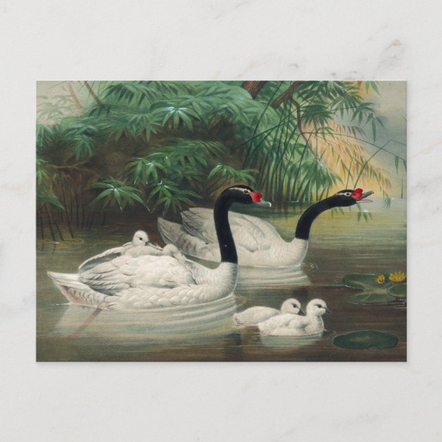Cartão Postal O Cisne de Pescoço Negro de Joseph Wolf (Frente)