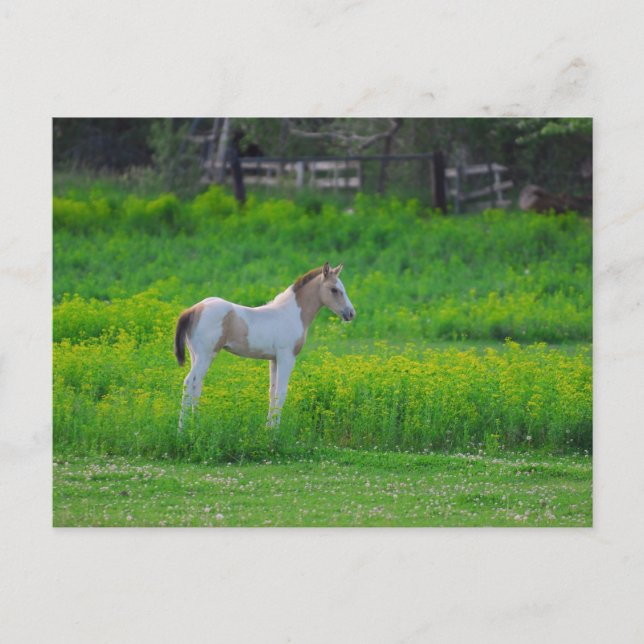 Cartão Postal O Colt (Frente)