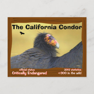 Cartão Postal O Condor da Califórnia é um pássaro magnífico -