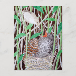 Cartão Postal O Cuco Comum