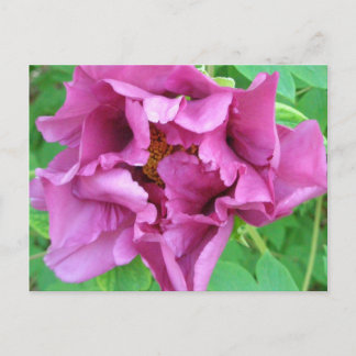 Cartão Postal O design floral de Stacey