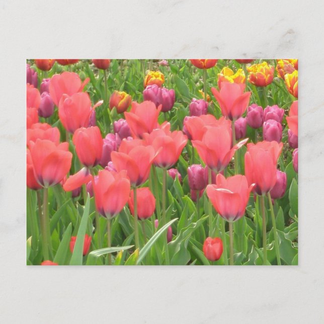 Cartão Postal O design floral de Stacey (Frente)