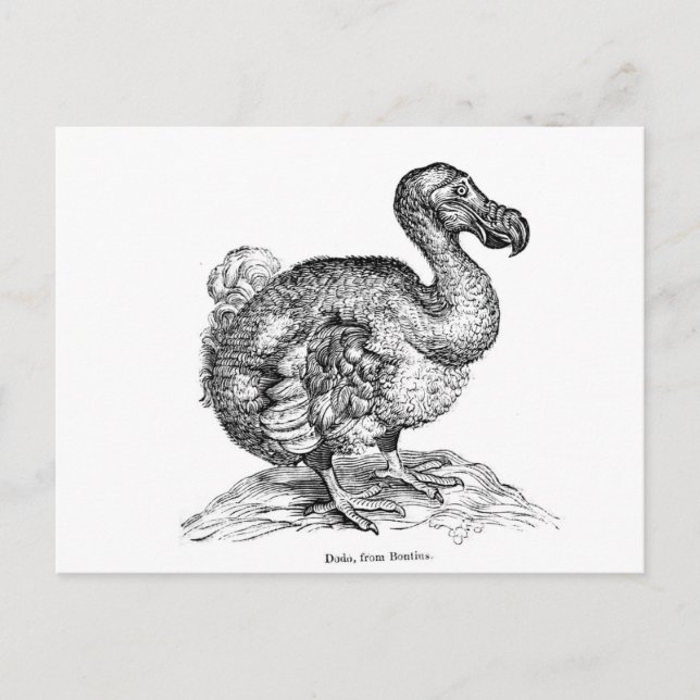 Cartão Postal O Dodo (Frente)