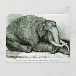 Cartão Postal O Elefante do Morto