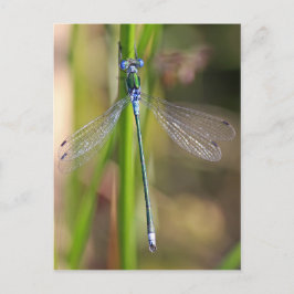 Cartão Postal O Emerald Damselfly